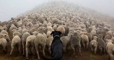 Французы отправляют овец на заминированные поля