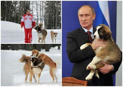 Путину подарили щенка болгарской породы
