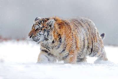 WWF за 5 лет направит $85 млн на восстановление численности тигра
