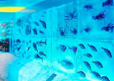 Необычный аквариум замороженных рыб