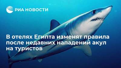 Эксперты США займутся изучением причин нападения акул в Шарм-эш-Шейхе