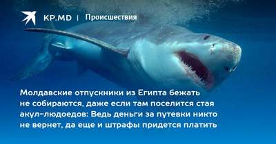 Поиски акул-людоедов в Красном море не приносят результатов