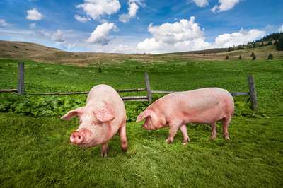 Британцев озадачили пластиковые свиньи в поле