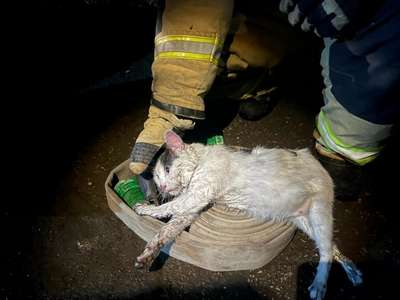 Кот помог спасти дом своих хозяев от пожара