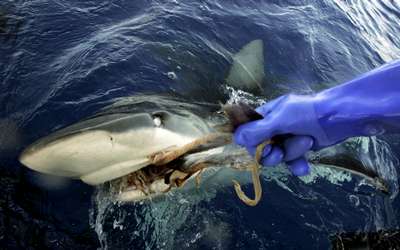 Экологи обеспокоены массовым истрeблением акул в Красном море