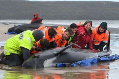 Австралийские власти взялись за расследование убийства дельфина