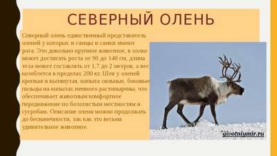 По Петербургу прогулялся северный олень