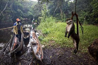 Конго: шимпанзе – жертвы убийств на мясо