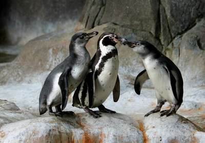В Киевском зоопарке погибло ещё три пингвина Гумбольдта