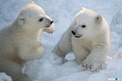 В "день рождения" белого медведя экологи опасаются за его будущее