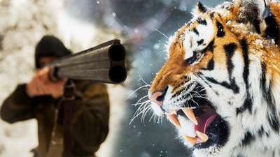 Более 100 человек выйдут на охоту за тигриными капканами в Китае