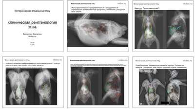 Учебный курс для ветеринарных врачей «Рентгенологические исследования в ветеринарной медицине»