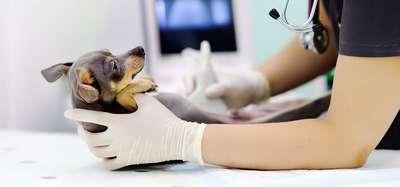 Семинар для ветеринарных врачей «Ультразвуковая диагностика в ветеринарной пpaктике мелких домашних животных»