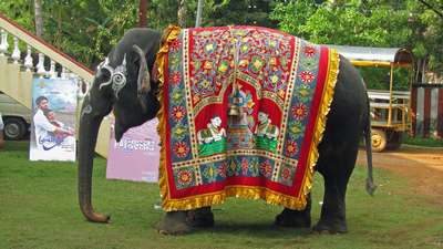 Индийские слоны гибнут от новой болезни, принесенной домашним скотом