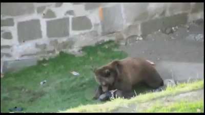 В Армении лев растерзал служащего зоопарка