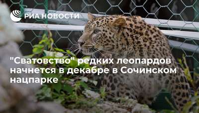 "Сватовство" редких леопардов начнется в декабре в Сочинском нацпарке