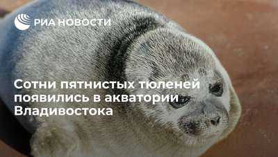 Сотни пятнистых тюленей появились в акватории Владивостока