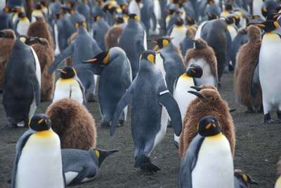 Пингвины с "клипсами" искажают данные о влиянии потепления