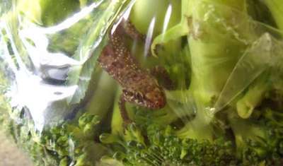 Британка нашла геккона в пакете с брокколи