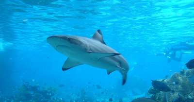 Акулы могут быть дальтониками, считают ученые