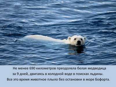 Белая медведица проплыла 690 километров в поисках льда