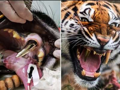 Малайской тигрице поставили искусственный сустав