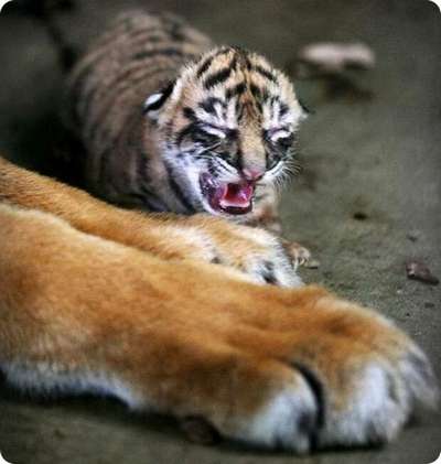 В зоопарке Таман Римбо родились три суматрaнcких тигра