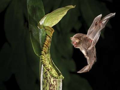 Летучие мыши на Калимантане "сотрудничают" с растениями-хищниками