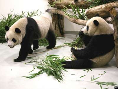 Китай подарил зоопарку Эдинбурга двух гигантских панд