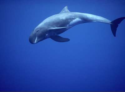 Карликовый кит