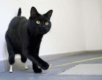 В Британии коту пересадили бионические протезы