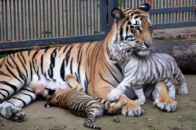 В индийском зоопарке белый тигренок сменил окрас
