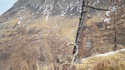 Фотоловушки установят в горах Алтая, чтобы следить за снежным барсом