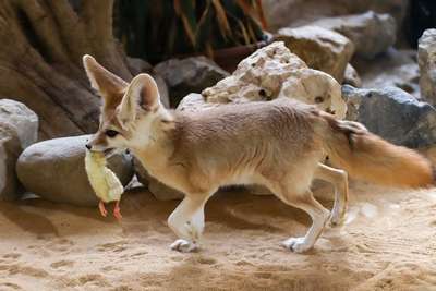 В зоопарке Британии празднуют рождение фенеков – миниатюрных пустынных лисиц