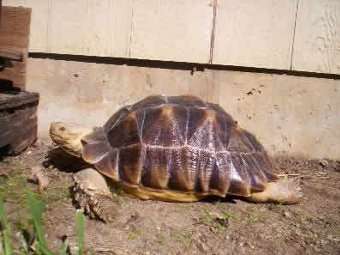 Из магазина в Делавере украли 22-килограммовую черепаху
