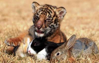С отвергнутым мамой детенышем леопарда подружился кролик