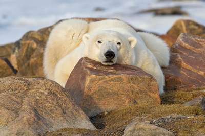 17 видов арктических животных могут вымереть