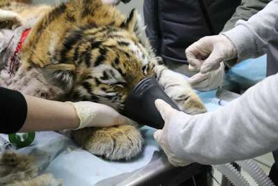 Спасти тигров могут только $82 млн в год и 42 резервации