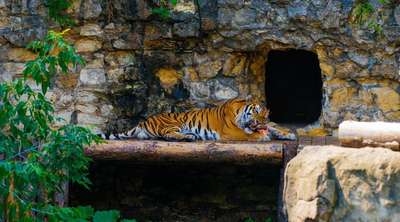 Киевский зоопарк поддержит всемирный День тигра