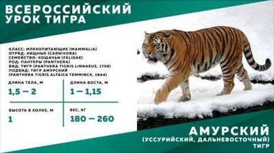 Киевский зоопарк присоединяется к программе "Сохраним амурского тигра"