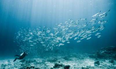 Биологи выяснили, по каким правилам формируется стая рыб