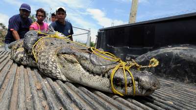 В Мексике на волю вырвались 400 крокодилов