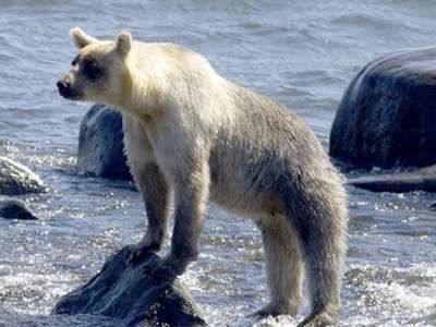 Ученые нашли на Курилах серебристых медведей и летучую мышь-альбиноса