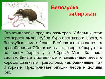 Сибирская белозубка