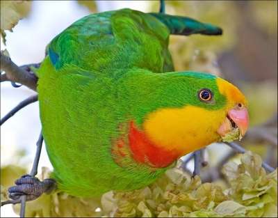 Роскошный барpaбандов попугай