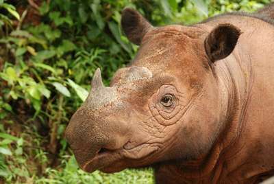 Суматрaнcкий носорог