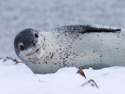 Хищные Настоящие тюлени