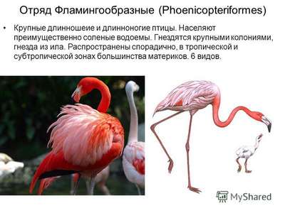 Птицы Фламингообразные