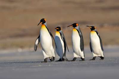 Птицы Пингвинообразные