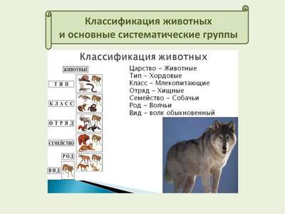 Классификация животных